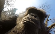 Chimpanzees pull drone out of the air and film each other!