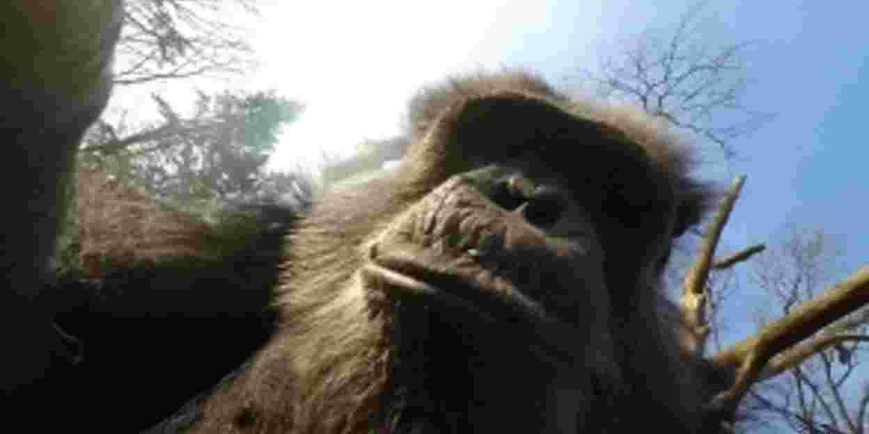 Chimpanzees pull drone out of the air and film each other!
