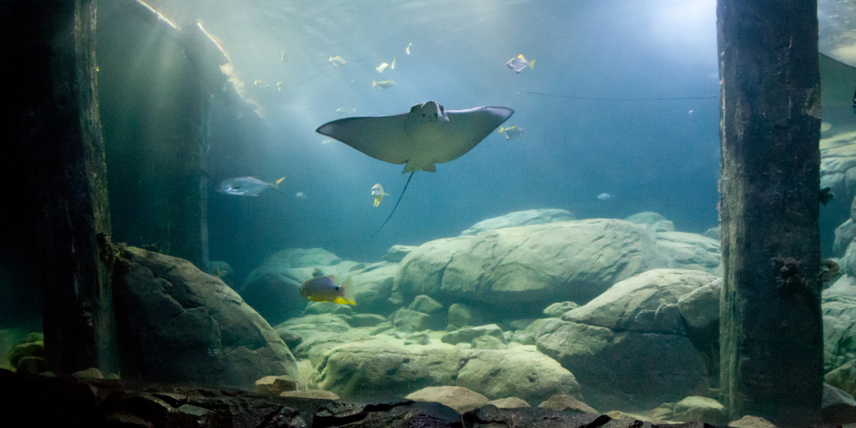 World first for Burgers' Ocean: Successful use of contraception in fish