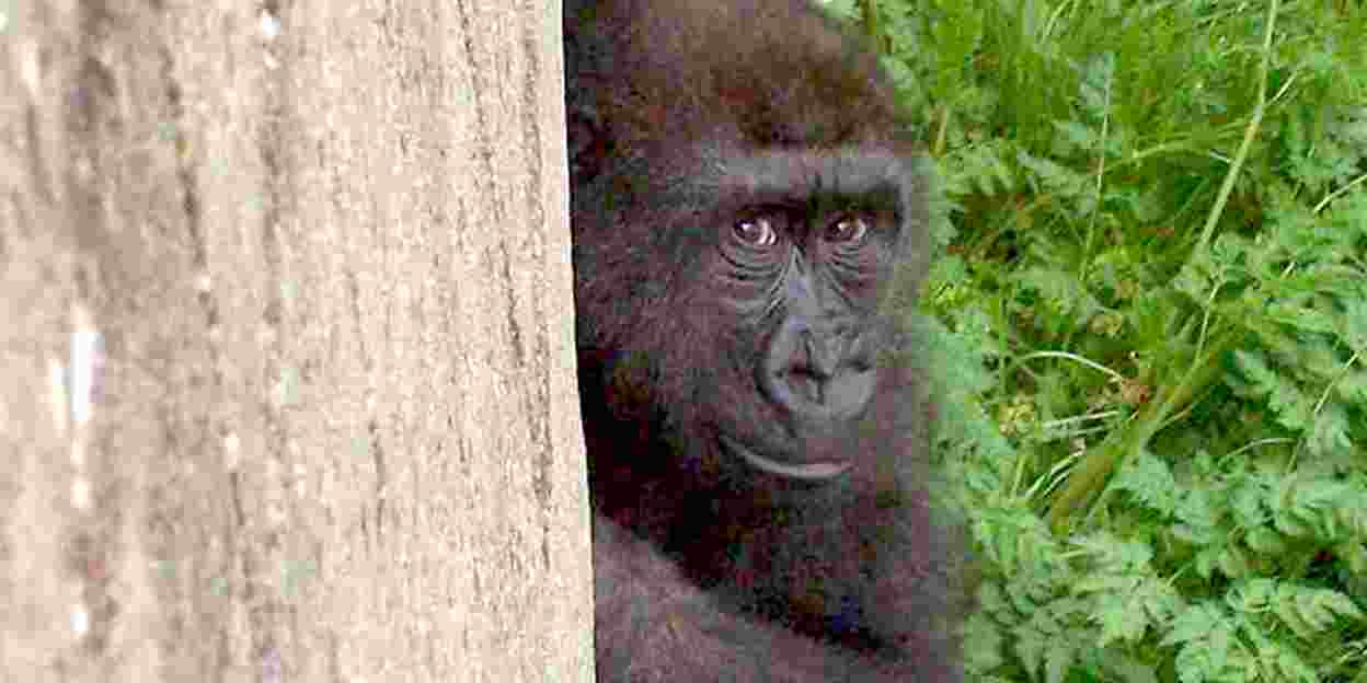 Het wel en wee van de gorilla’s in Burgers’ Zoo