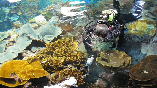 Duitsland en Kroatië ontvangen Arnhemse koralen