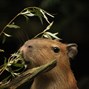 Lees meer over: Capybara