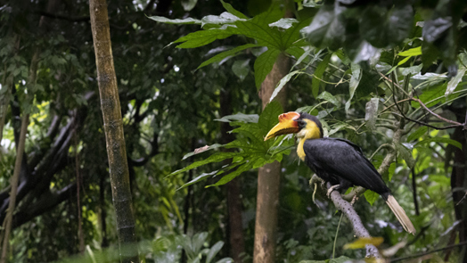 Three wrinkled hornbills in the Bush!