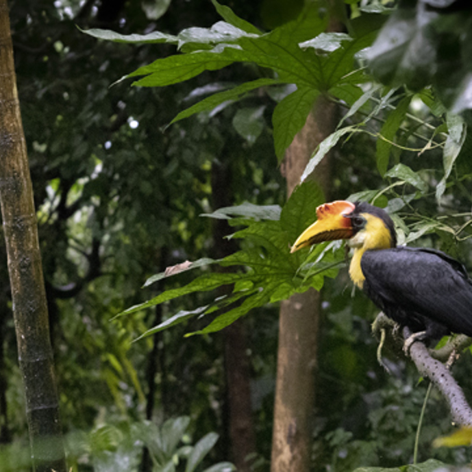 Three wrinkled hornbills in the Bush!