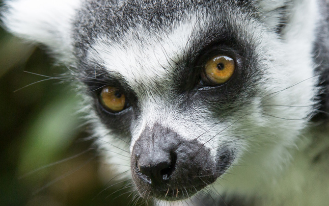 Lemurs open new enclosures at Burgers' Zoo