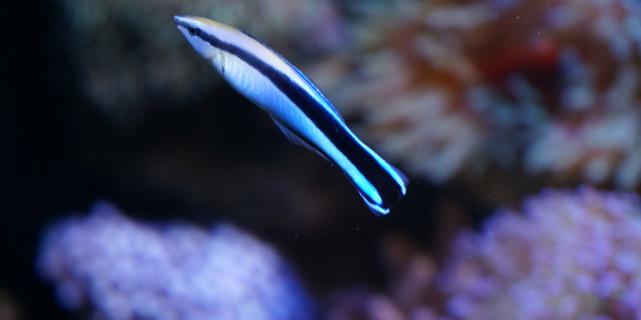 Symbiosis: the bluestreak cleaner wrasse and its host
