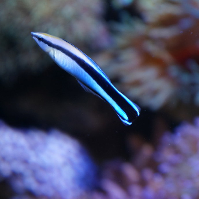 Symbiosis: the bluestreak cleaner wrasse and its host