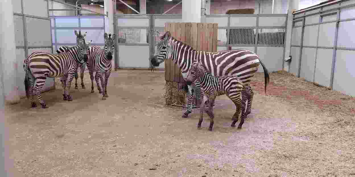Bijzonder! Zebra bevalt overdag van kerngezond jong