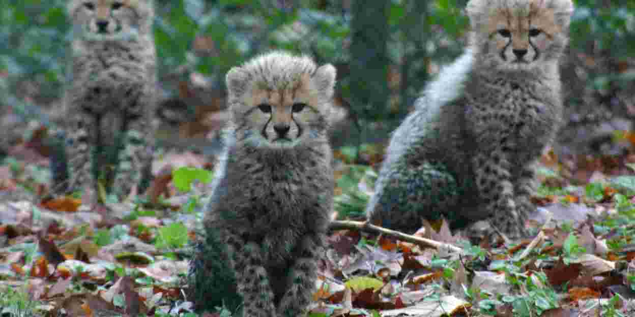 Nature conservation: Burgers’ Zoo and GlobeGuards