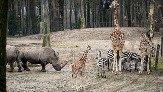 Young giraffes meet zebras and rhinos