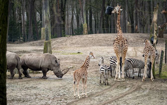 Young giraffes meet zebras and rhinos