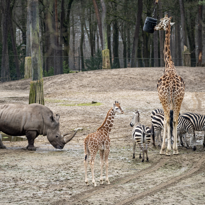 Young giraffes meet zebras and rhinos