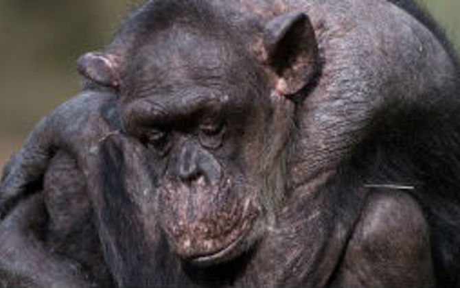 Famous chimpanzee passes away at very old age