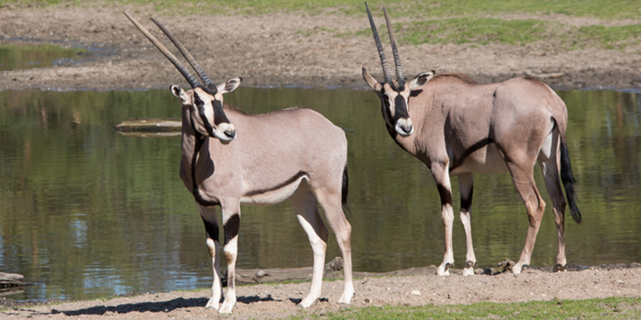 Visit Burgers’ Zoo from home this Easter