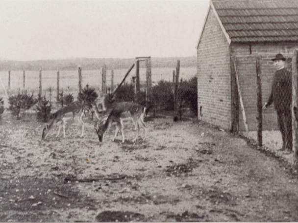 How it started in 1913