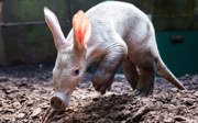 A rare sight at zoos: the aardvark