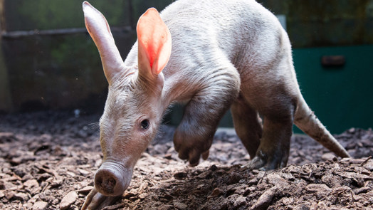 A rare sight at zoos: the aardvark