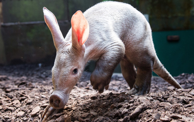 A rare sight at zoos: the aardvark