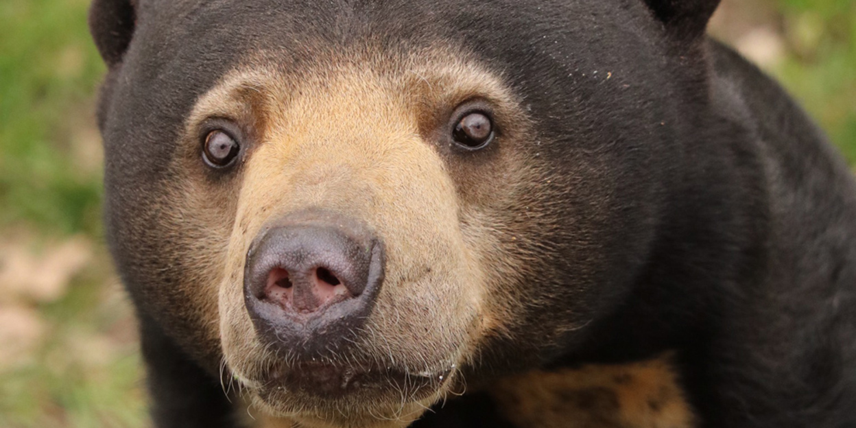 Summer sun brings out the bears