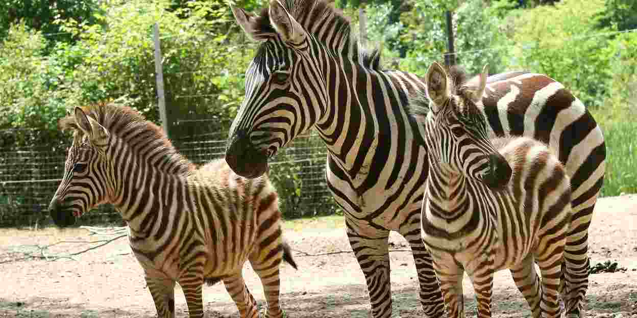 Pasgeboren zebra ontdekt overige savannebewoners