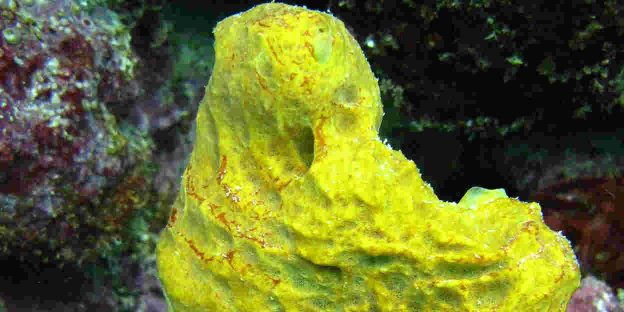 The sponge at work