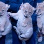Beeldbank: foto's van inenting van de leeuwenwelpen