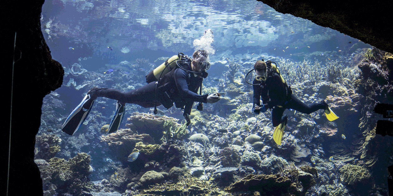 Burgers' Ocean helps build Noah's Ark