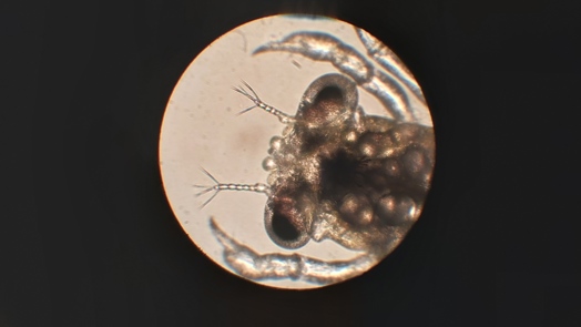 Breeding crabs is true pioneering work!