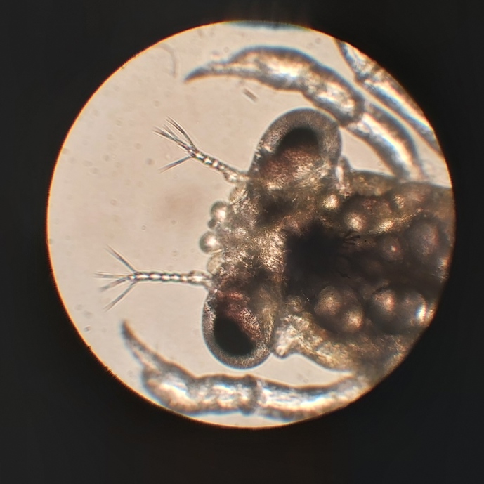 Breeding crabs is true pioneering work!