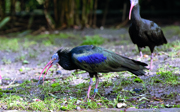 A supportive role for the Northern Bald Ibis