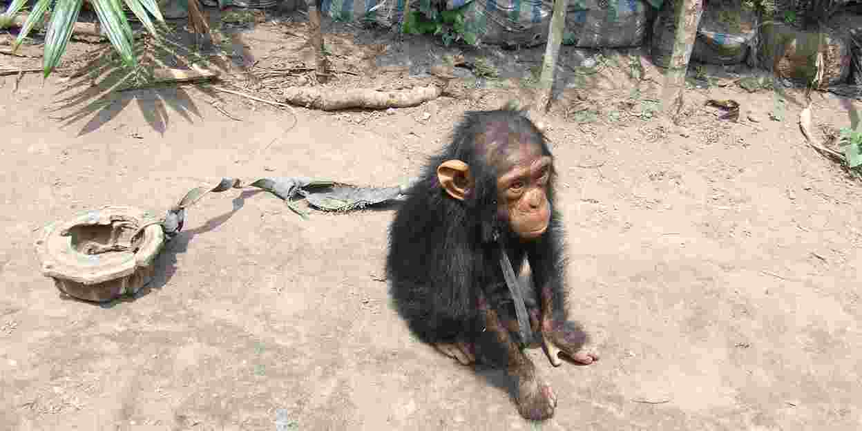 Op zoek naar bedreigde chimpanseecultuur