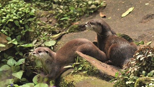 Otterwelzijn in Burgers’ Zoo