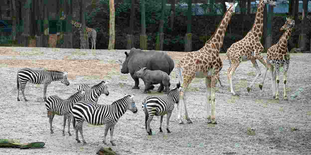 Neushoorntje ontdekt giraffen, zebra's en antilopen