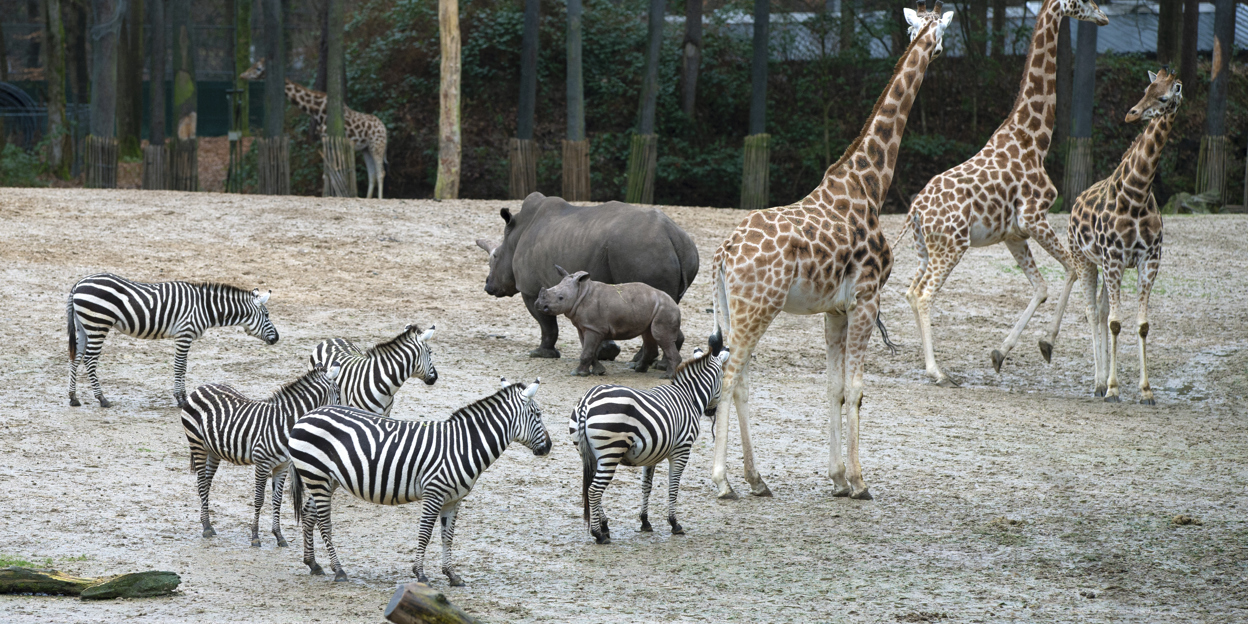 Rhino calf discovers giraffes, zebras and antelope