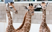 Three baby giraffes born within eight days