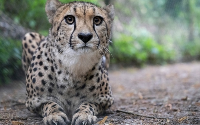 Cheetah swap in hope of a better match