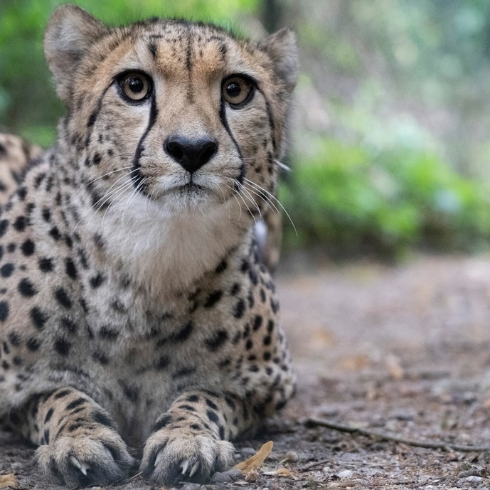 Cheetah swap in hope of a better match