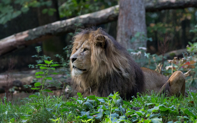 Zoo vet applies vasectomy to a lion