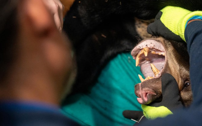 Burgers' Zoo bids farewell to bear