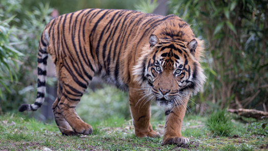 Up close! Tiger devours unfertilized swan egg