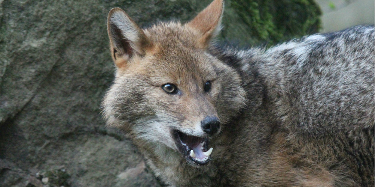 Newcomers to The Netherlands: the golden jackal