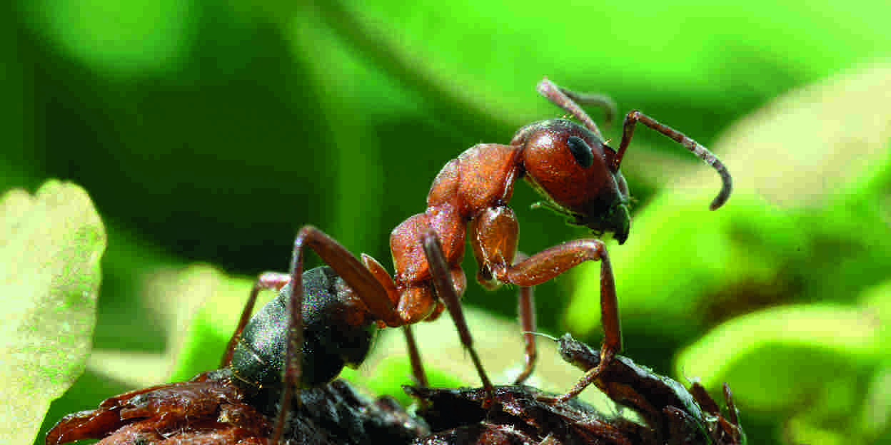 Short animal and park news 
