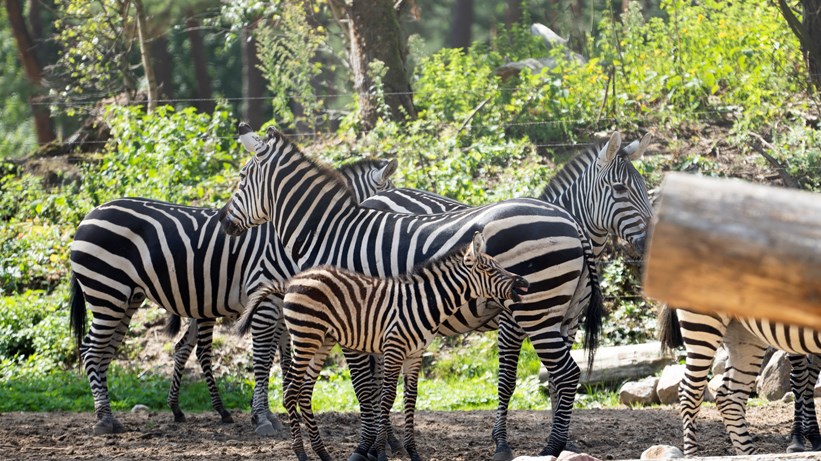 Zebrajongen verkennen Safarivlakte