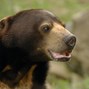 Lees meer over: Maleise beer