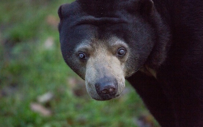 What is an eco-display? The Rimba