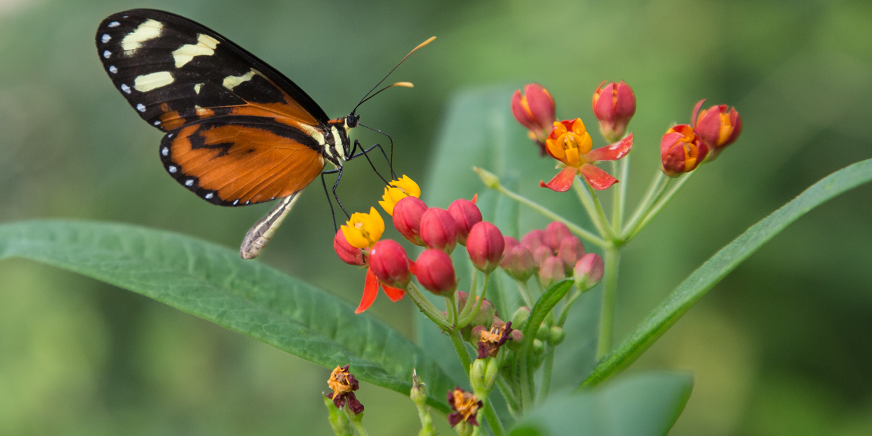 Symbiosis: some examples from the Bush and the Mangrove