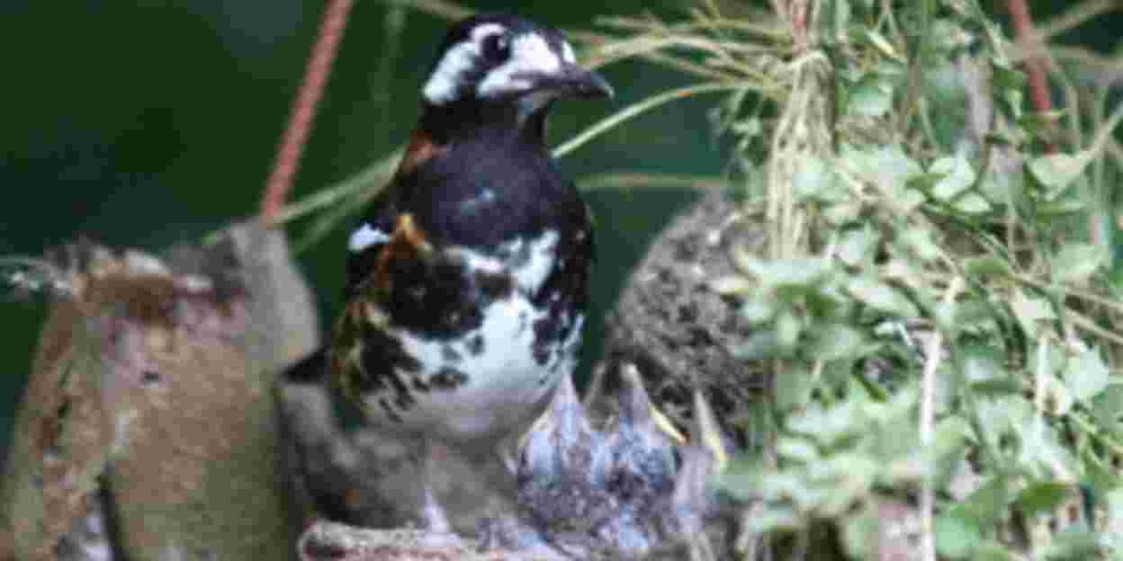 Brooding successes at the birds house