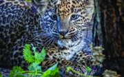 An important zoo population: the Sri Lankan leopard