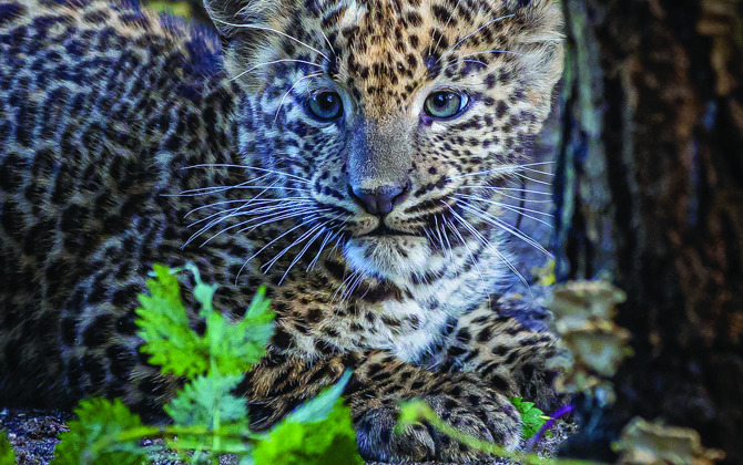 An important zoo population: the Sri Lankan leopard