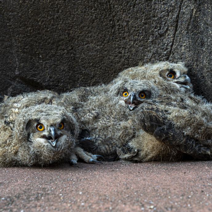 Wild eagle-owls select Burgers' Zoo as breeding ground